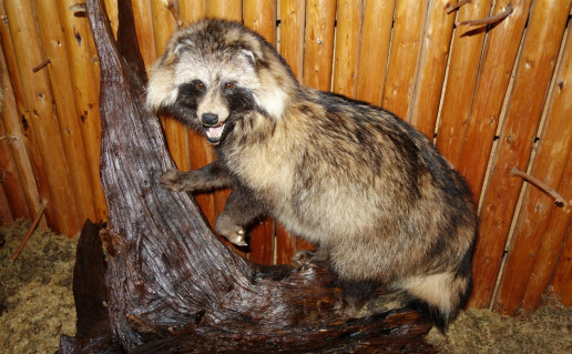 17_Miško muziejaus eksponatas.jpg